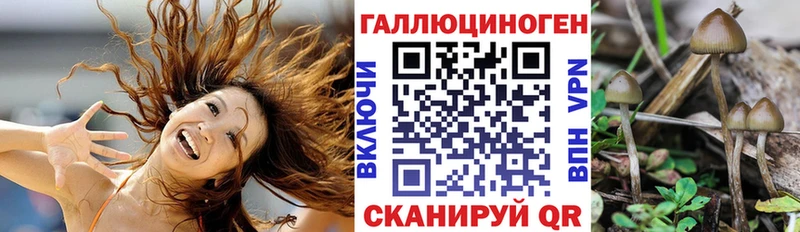 Галлюциногенные грибы Psilocybine cubensis  Березники 